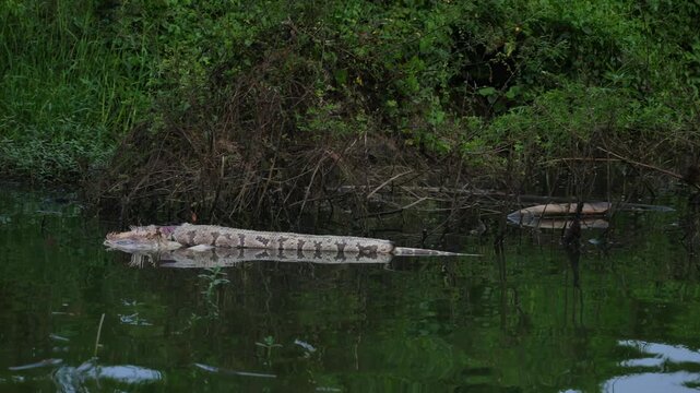 Dead Indian python floating in the Kabini River during an evening boat safari