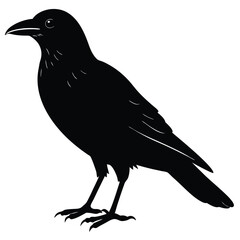 Vector, isolated black silhouette bird, crow collection, crow silhouettes, Raven bird logo vector template, Black silhouette of a crow on an isolated background,crow isolated on white, crow vector.