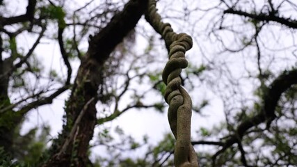 Close up of a twisted liana hanging from a tree in a rainforest, creating a spiral pattern with a blurred background of tree branches and sky, low angle orbiing shot - Powered by Adobe