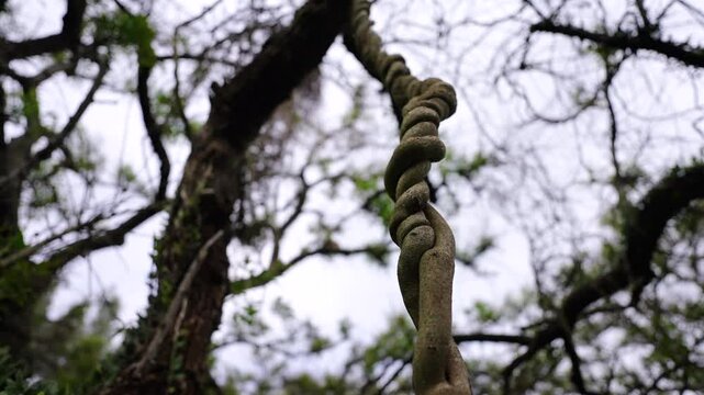 Close up of a twisted liana hanging from a tree in a rainforest, creating a spiral pattern with a blurred background of tree branches and sky, low angle orbiing shot