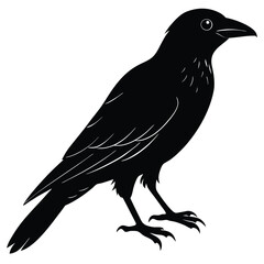 Vector, isolated black silhouette bird, crow collection, crow silhouettes, Raven bird logo vector template, Black silhouette of a crow on an isolated background,crow isolated on white, crow vector.