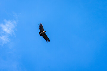 Condor soaring over the Colca Canyon in Peru