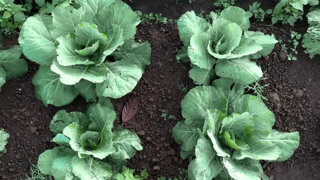 Top down shot of cabbage plant on the field