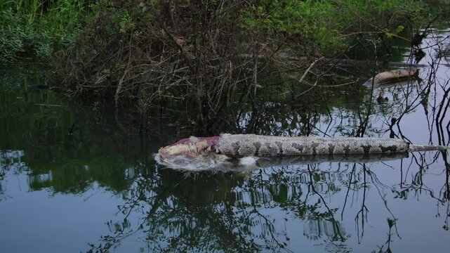 Floating dead Indian python floating in the Kabini River during an evening boat safari