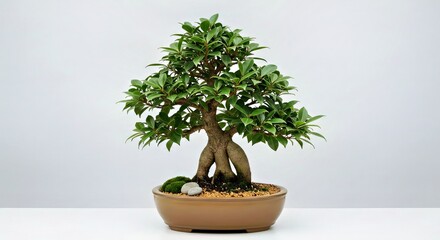 A Ficus Ginseng Bonsai Presented as a Готовый Gift or Home D&eacute;cor Item, Displayed in a Stylish Ceramic Bowl-