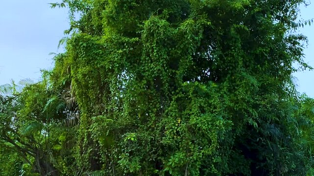 Jungle trees with hanging vines in Sundarban mangrove forest. Calamus tenuis plants