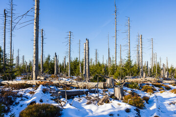 Nachwachsender Wald im Harz im Winter, Klimawandel, Waldumbau