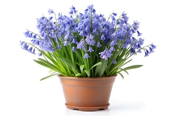 Stunning Bluebells in a Pot: Perfect Themed Plant for Spring Gardens and Home Decor