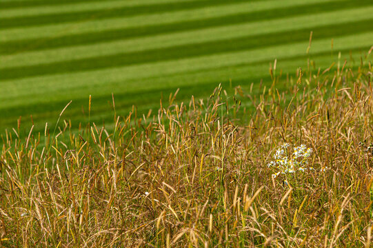 Wild grass in the rough of a golf course.
