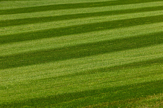 Well prepared grass on a golf course