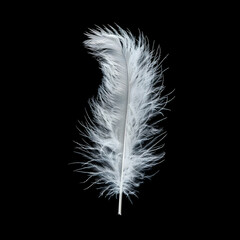 Obraz premium White Feather on a Black Background