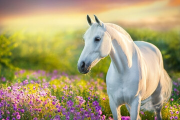 horse and foal