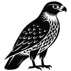 Peregrine Falcon Silhouette Design, Peregrine Clipart Graphic, Peregrine Bird vector illustration in black and white, Peregrine Falcon Diving at High Speed Silhouette.