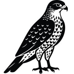 Peregrine Falcon Silhouette Design, Peregrine Clipart Graphic, Peregrine Bird vector illustration in black and white, Peregrine Falcon Diving at High Speed Silhouette.
