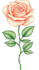 Elegant Pink Rose Illustration on Transparent Background A Single Detailed Watercolor Floral Artwork Depicting the Bloom Petals and Green Leaves