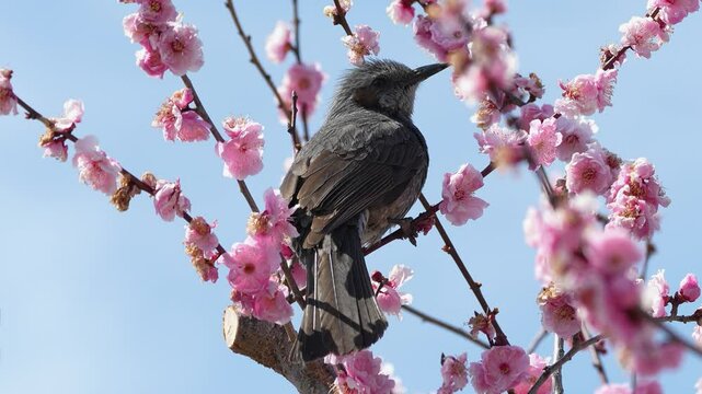 ピンクの梅の花と小鳥