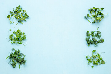 Fresh sprouting microgreens, top view. Sprouted peas seeds micro greens. Vegan food