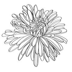 Black and white line illustration of daisy flowers on a white background. Flower chrysanthemum isolated on white