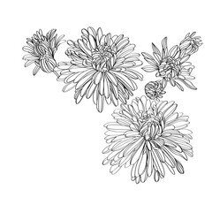 Black and white line illustration of daisy flowers on a white background. Flower chrysanthemum isolated on white