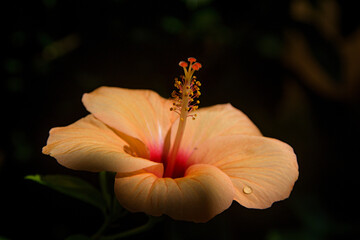 Booming, Light Orange Hhibiscus Flower