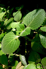 Leaves of Ajwain- Cuban-oregano, Genus Plectranthus