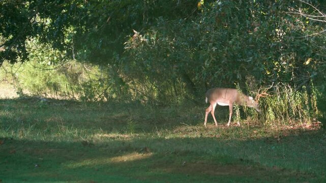 A beautiful Whitetail Buck, with large antlers, near the edge of the woods walks out of the shadow into the sunlight.