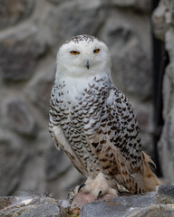 Bubo scandiacus is a species of bird in the genus Bubo. Ecuador.