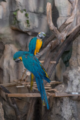 The blue Macaw parrot, a bright bird sitting on a stone wall. Parrot concept, zoo, birds