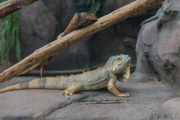 An iguana in a terrarium has climbed onto a perch and is lying