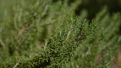 Rosemary plant in outdoor garden showing detailed focus on greenery, highlighting lush foliage in natural sunlight with vibrant textures found in spain's murcia region