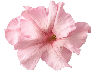 Fototapeta premium A pink flower with a white background. The flower is the main focus of the image. The flower is delicate and beautiful, with a soft pink hue