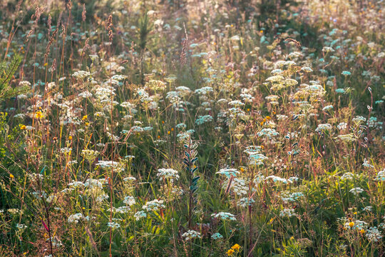 Meadow grasses in the rays of sunlight. Mixed grass