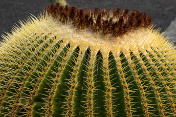le Giant Barrel cactus des canaries 