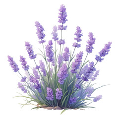 Obraz premium Lavender blooms in nature botanical art vibrant purple flowers tranquil scene