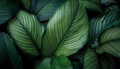 tropical leaves texture summary nature leaf inexperienced texture historical past antique dark tone image can used wallpaper laptop