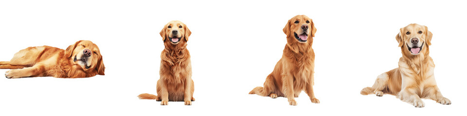 Playful Golden Retrievers in Various Poses on a White Background