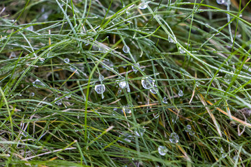 Dew drops froze. Grass on a frosty morning.