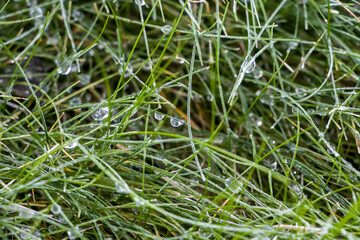 Dew drops froze. Grass on a frosty morning.