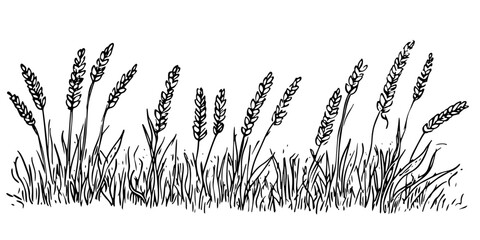 panoramic grain field view traditional doodle sketch hand made design vector © Kaz