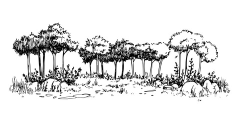 trees in park forest grove black and white outline, transparent background line art drawing illustration