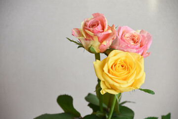 ピンクと黄色のばら