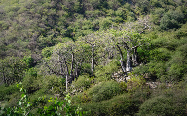Baobab-Baum in grüner Hügellandschaft, Oman