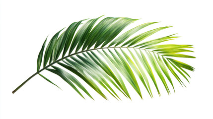 Obraz premium Tropical green palm leaf silhouette on a clean white background, vibrant and detailed