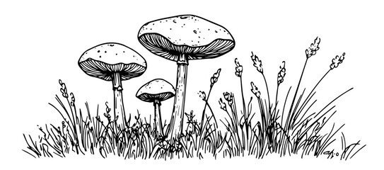 forest mushrooms growing in low grass vector sketch illustration in ink doodle style hand drawing for engraving © Kaz