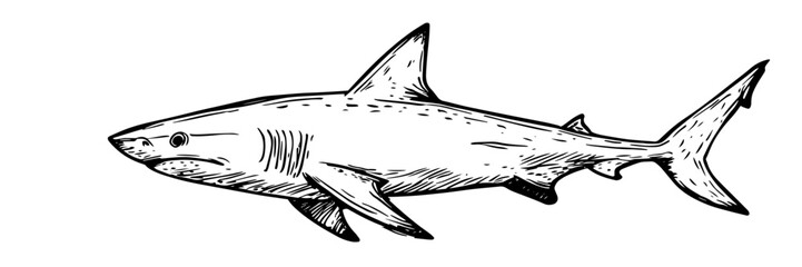 shark ocean predator marine wildlife vector sketch doodle engraving © Kaz