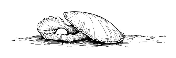 open seashell with pearl inside vector doodle sketch engraving