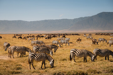 Obraz premium Zebras and wildebeests grazing in the ngorongoro crater, tanzania