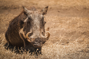 Common warthog resting in the dry grass of ngorongoro crater, tanzania