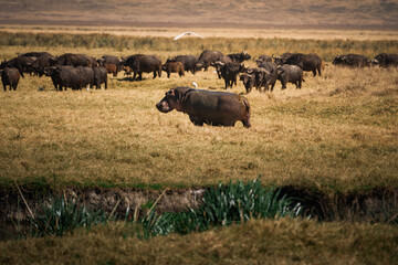 Fototapeta premium Hippopotamus grazing in ngorongoro crater with buffaloes in background