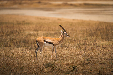 Thomson's gazelle walking in ngorongoro conservation area, tanzania